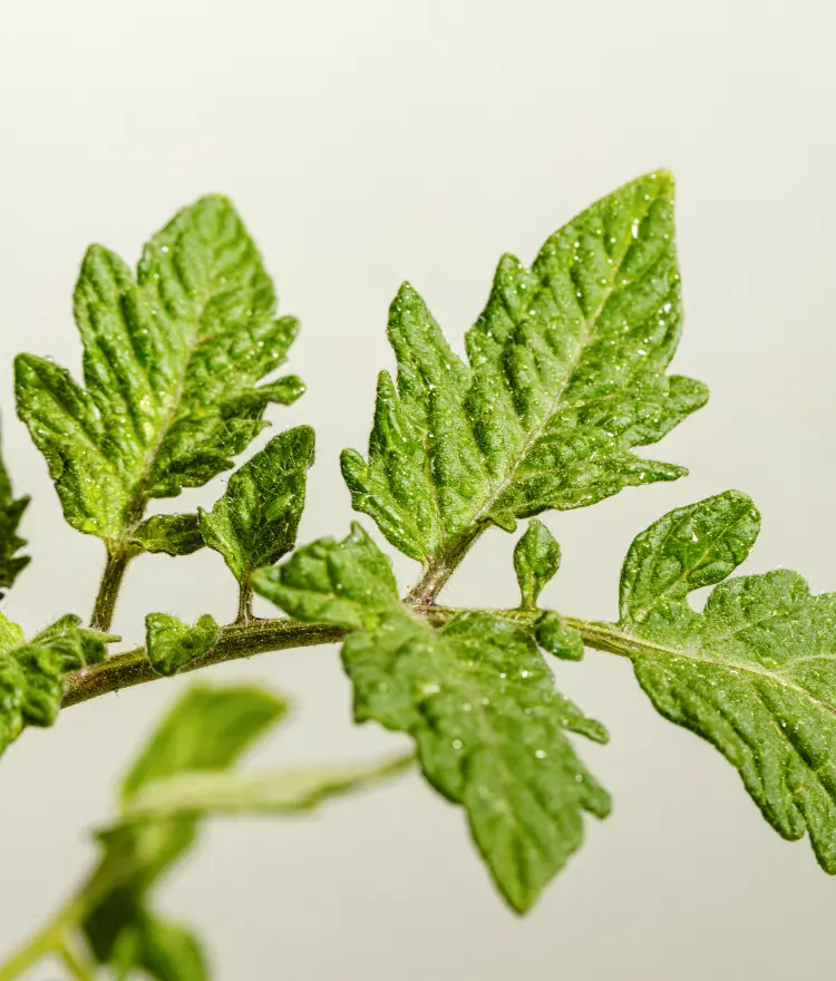 Tomato leaf